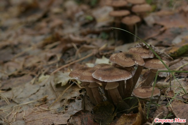 Осенний лес