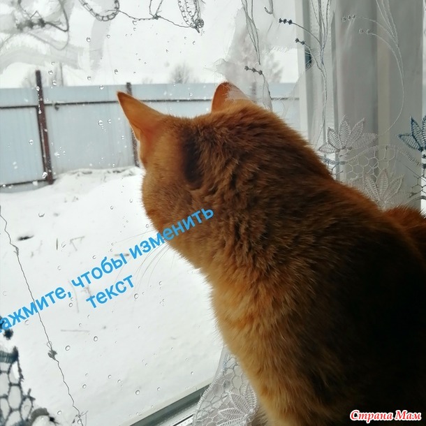 Гулятельная морда, которая две ночи где-то шарилась