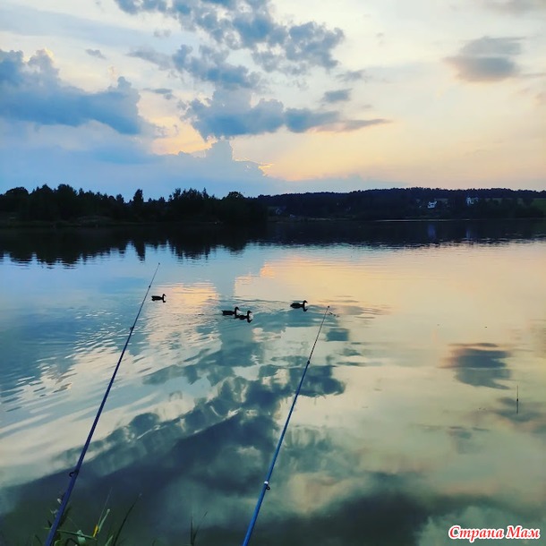 Раки