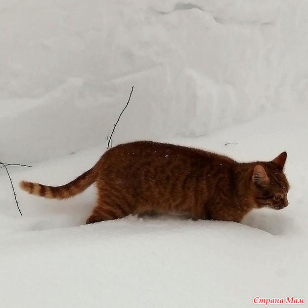 Кот и шорохи