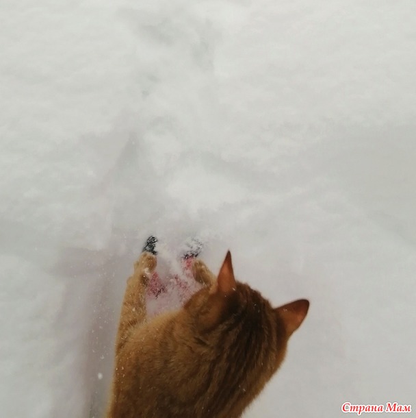 Кот и шорохи