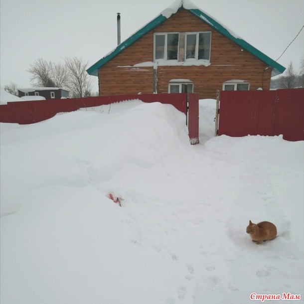 Кот и шорохи