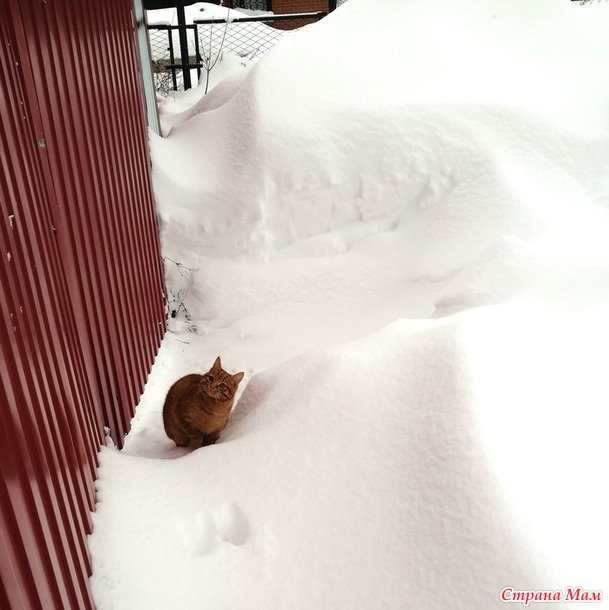 Кот и шорохи
