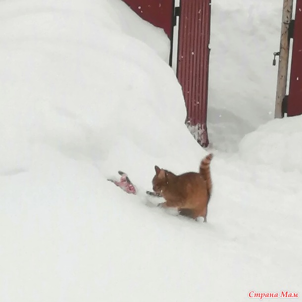 Кот и шорохи