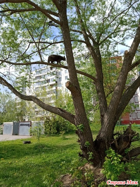 Про Севу... Есть ли память у Кота...