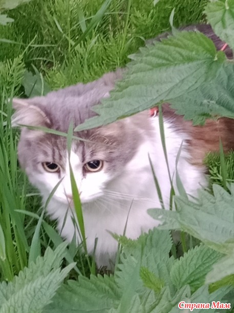 Про Севу... Есть ли память у Кота...