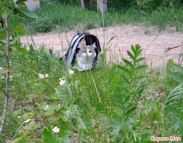 Про Севу... Есть ли память у Кота...