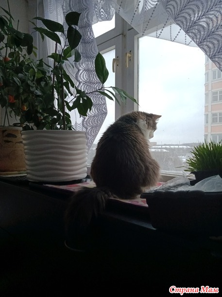 Про Севу... Есть ли память у Кота...