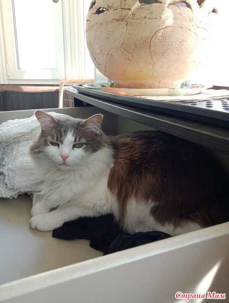 Про Севу... Есть ли память у Кота...