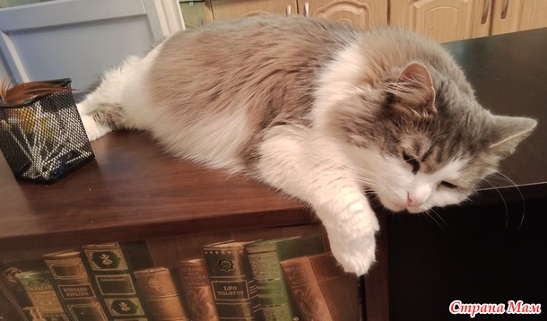 Про Севу... Есть ли память у Кота...