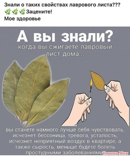Лавровый лист.