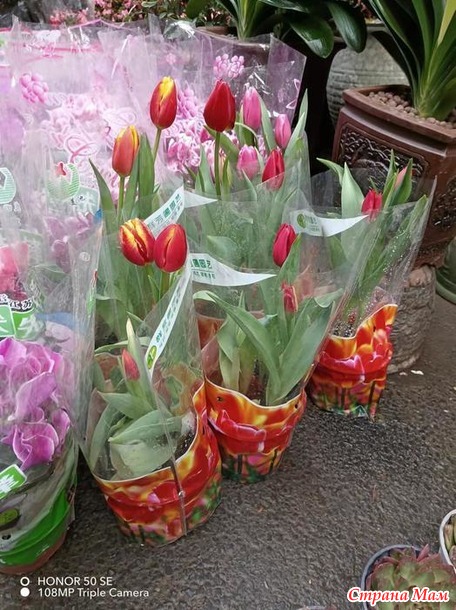 Птичий рынок в Сучжоу