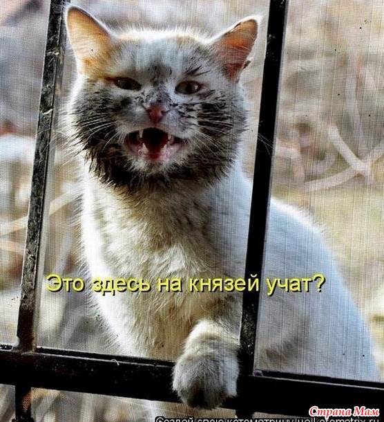 Котоюмор - 25