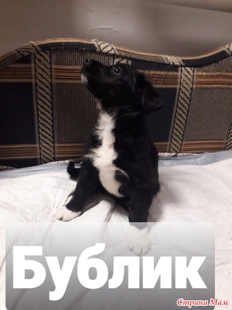 Муж принес в подоле. Тройняшки подросли