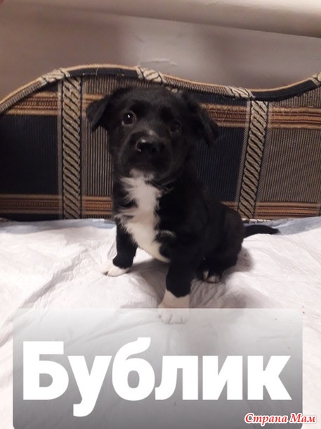 Муж принес в подоле. Тройняшки подросли