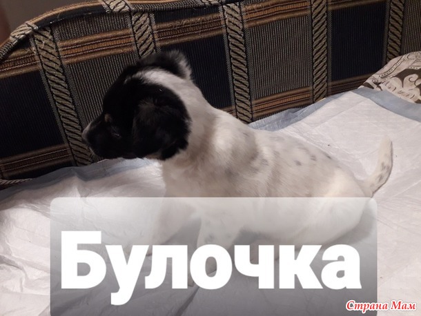 Муж принес в подоле. Тройняшки подросли