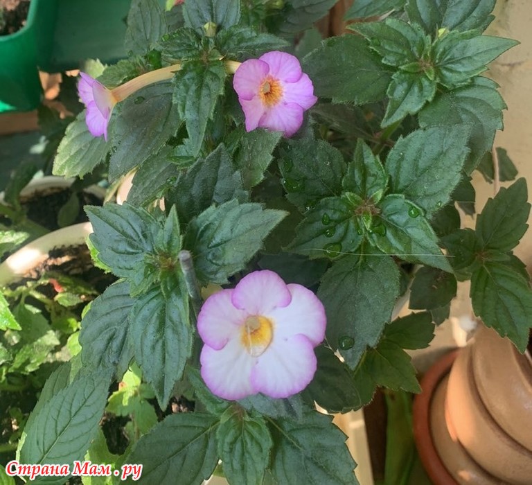 Achimenes longiflora