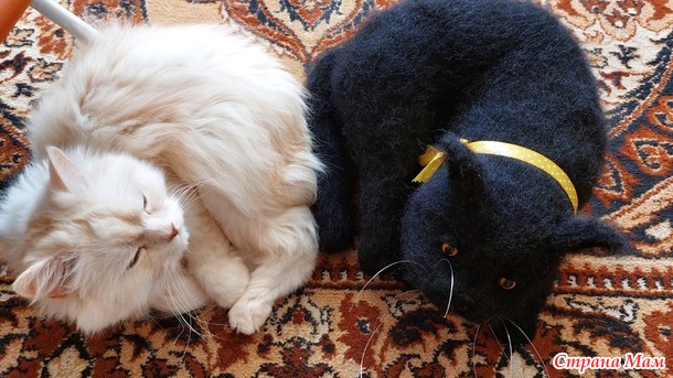 Чёрные котики