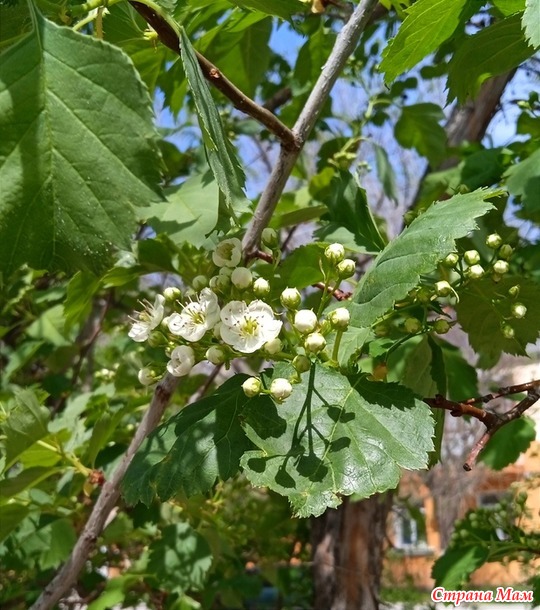 Стремительная весна