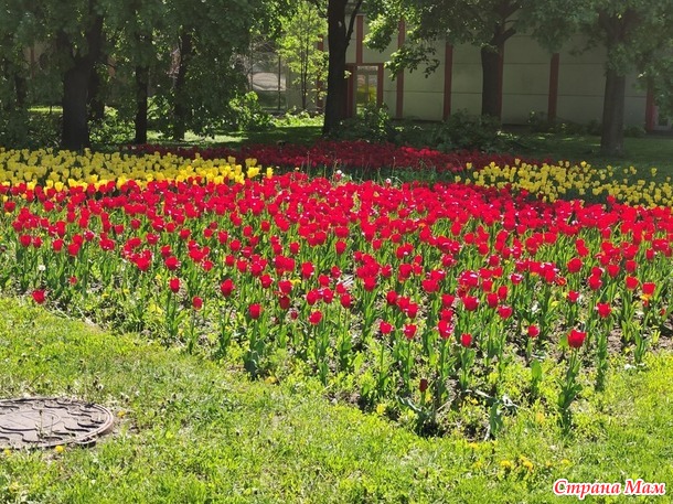 Зеленый проспект