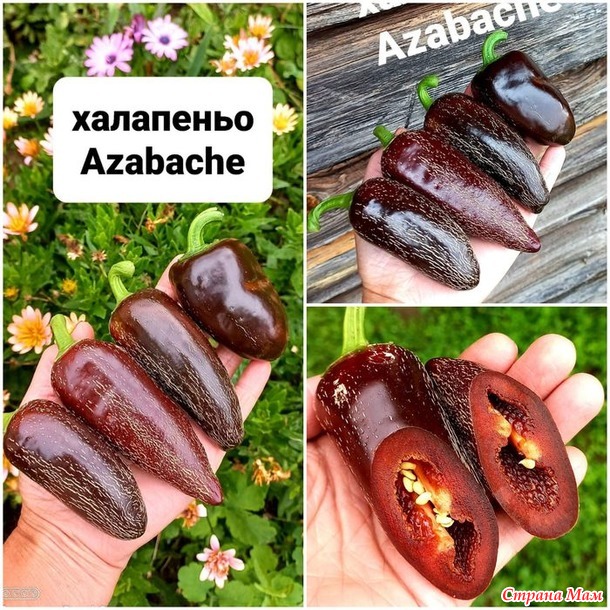 Перец халапеньо. А он то разный бывает