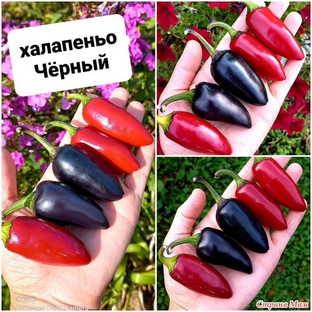 Перец халапеньо. А он то разный бывает