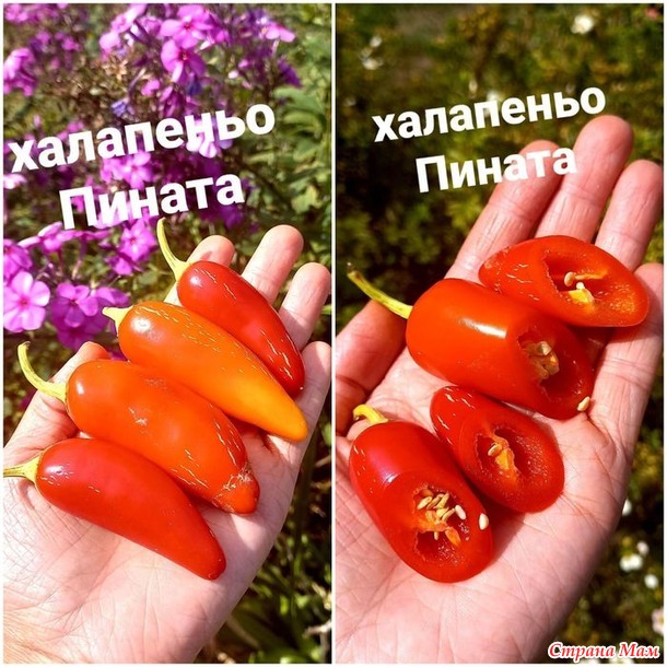 Перец халапеньо. А он то разный бывает