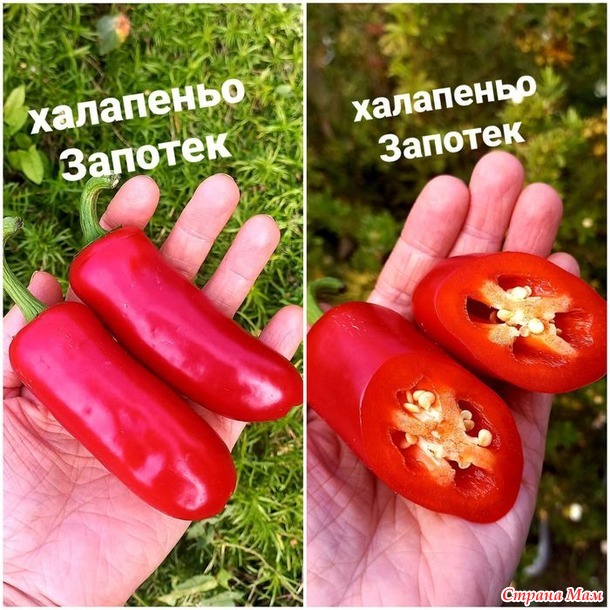 Перец халапеньо. А он то разный бывает