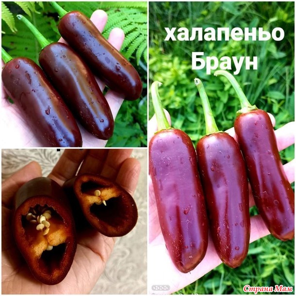Перец халапеньо. А он то разный бывает