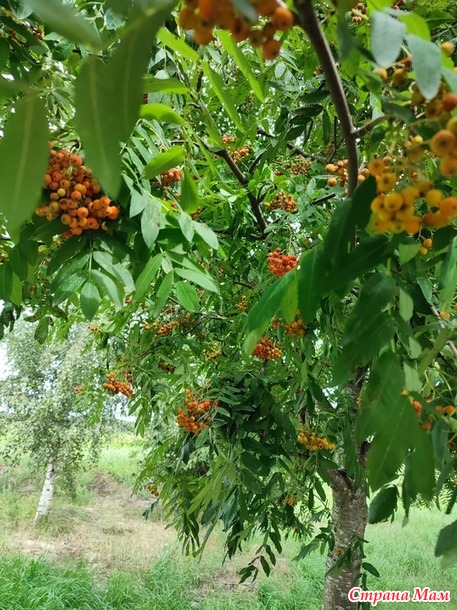 31 июля