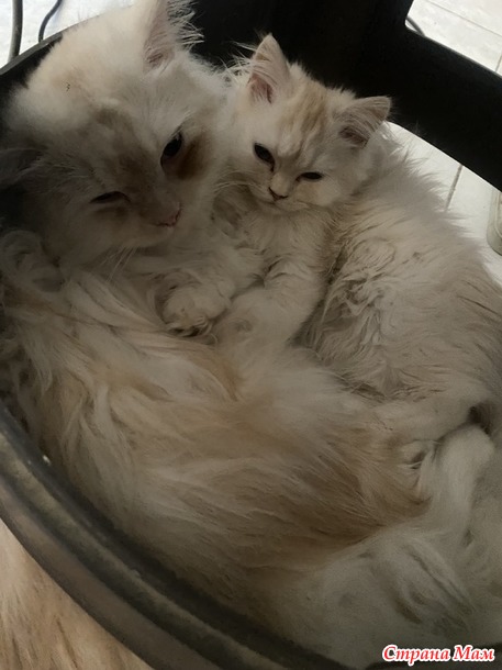 Международный день кошек
