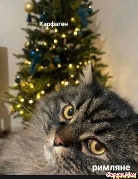 Новогодняя классика: котики и елка