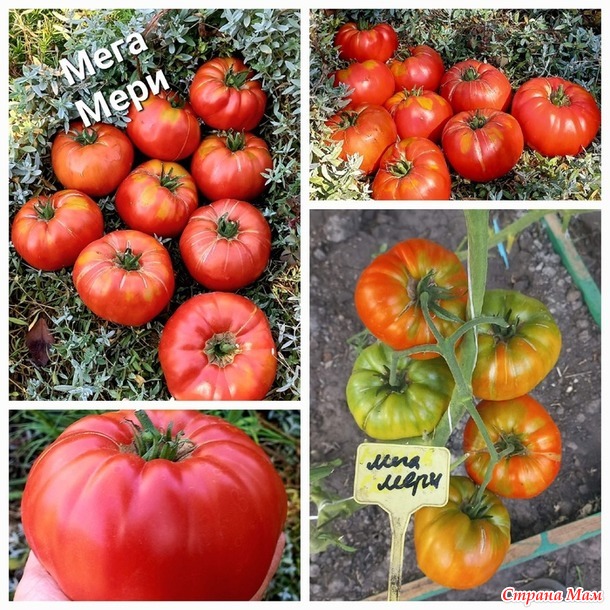 Урожай 2024. томаты, очень красиые, очень вкусные, и очень урожайные. Не проходите мимо!!!
