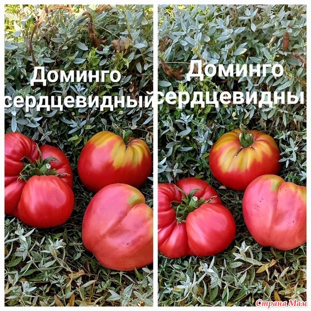 Урожай 2024. томаты, очень красиые, очень вкусные, и очень урожайные. Не проходите мимо!!!