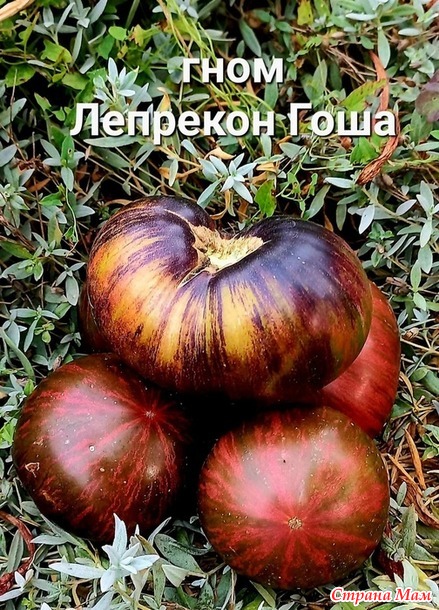 Урожай 2024. томаты, очень красиые, очень вкусные, и очень урожайные. Не проходите мимо!!!