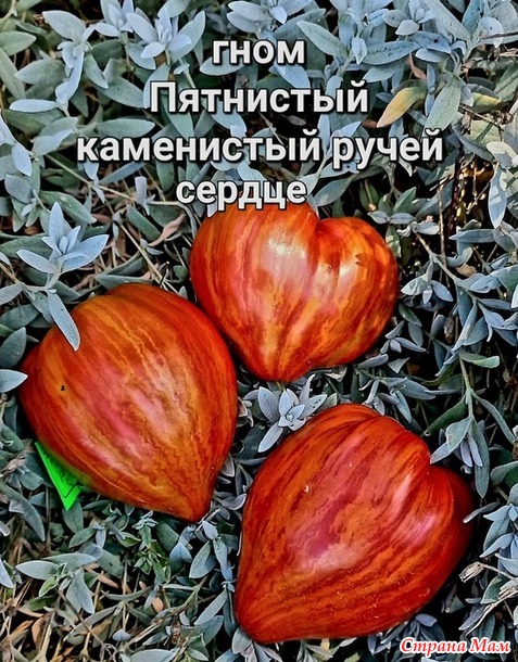 Урожай 2024. томаты, очень красиые, очень вкусные, и очень урожайные. Не проходите мимо!!!