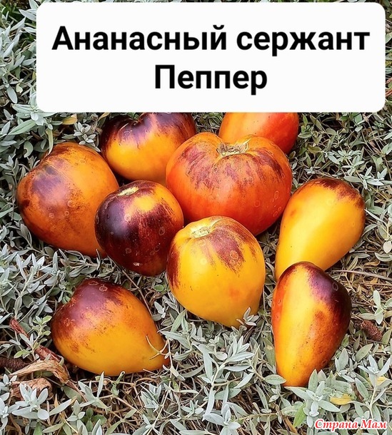 Урожай 2024. томаты, очень красиые, очень вкусные, и очень урожайные. Не проходите мимо!!!