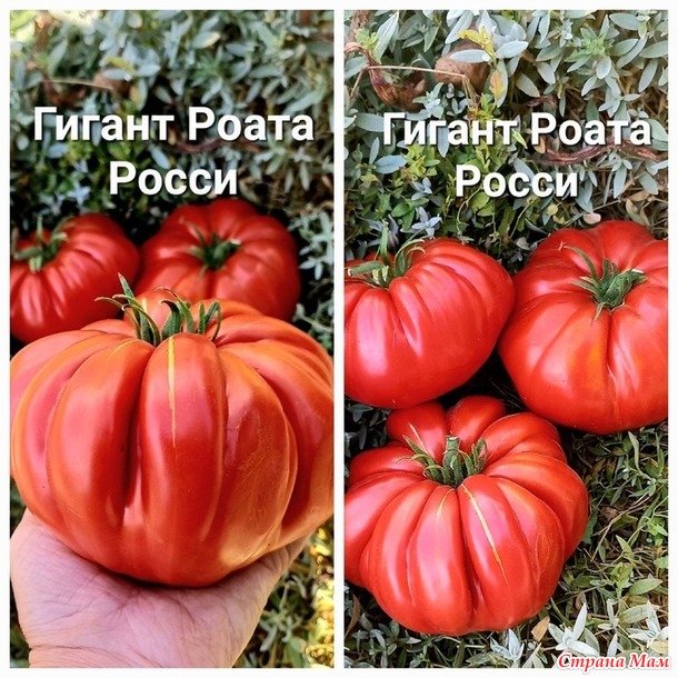 Урожай 2024. томаты, очень красиые, очень вкусные, и очень урожайные. Не проходите мимо!!!