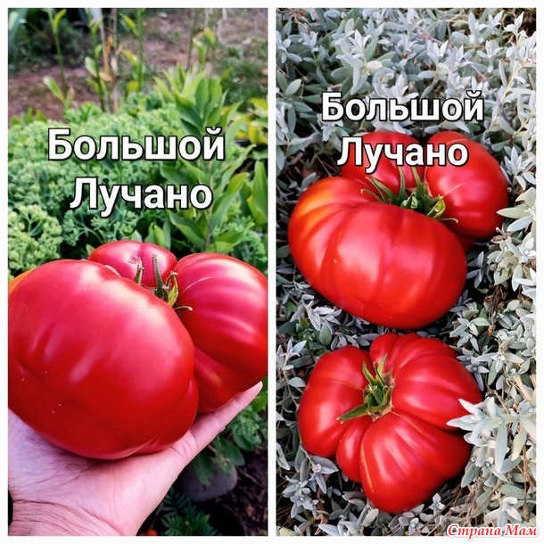 Урожай 2024. томаты, очень красиые, очень вкусные, и очень урожайные. Не проходите мимо!!!