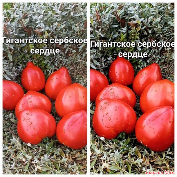 Урожай 2024. томаты, очень красиые, очень вкусные, и очень урожайные. Не проходите мимо!!!