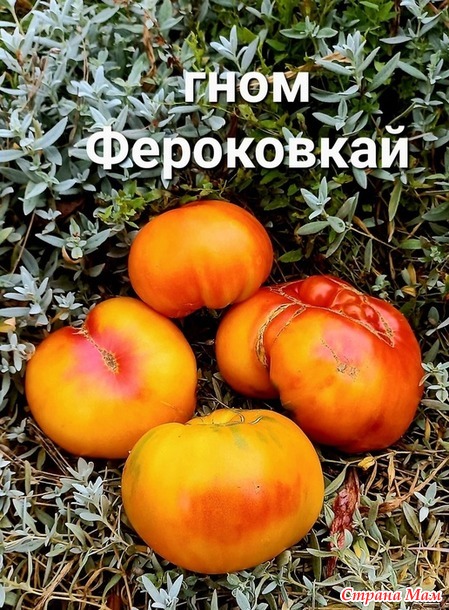Урожай 2024. томаты, очень красиые, очень вкусные, и очень урожайные. Не проходите мимо!!!