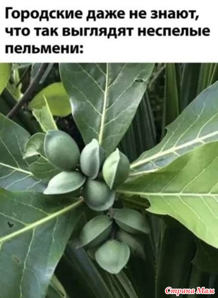 А знают ли городские, как выглядят неспелые пельмени?