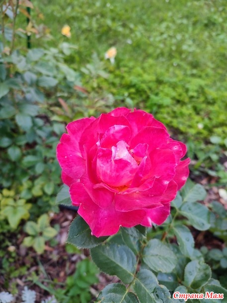 19 июля