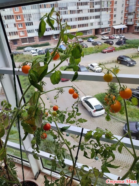 30 июля