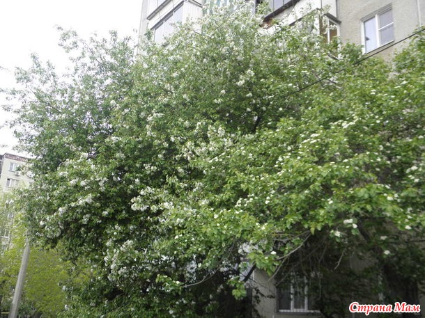 Посиделки на лавочке. Июнь.