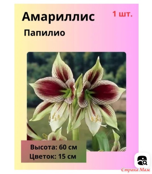 Покупка