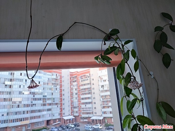 6 июня