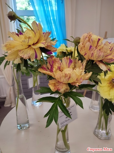 20 