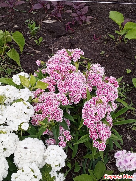 Тюльпанное дерево и не только.