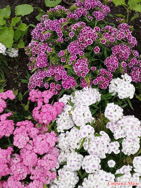 Тюльпанное дерево и не только.